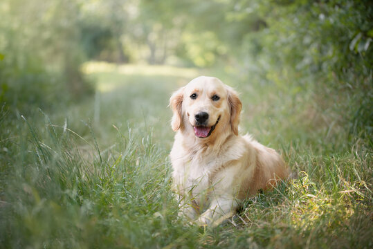 Golden retriever sitting in the grass.