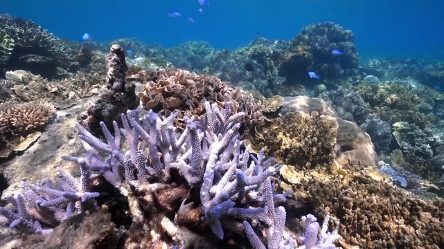 snorkeling in the great barrier reef