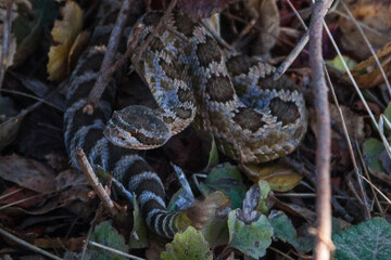 Baby Rattle Snake Close Up