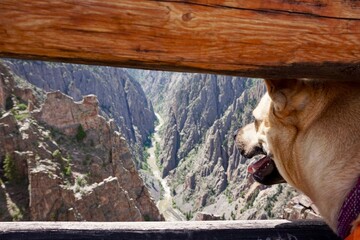 A brown dog looking at the black canyon of the gunnison