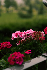 Pink flower geranium rainy day water.