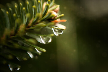 Up close of water droplet on green pine needles