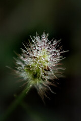 Obraz premium Up close water droplets on fuzzy green and pink plant