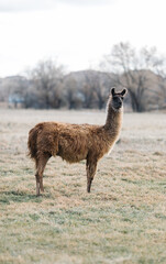 Fototapeta premium Llama standing on an Idaho farm, looking alert and curious.
