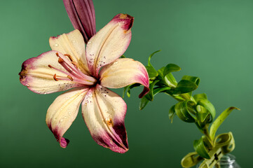 Blooming orange lollypop lily on a green background
