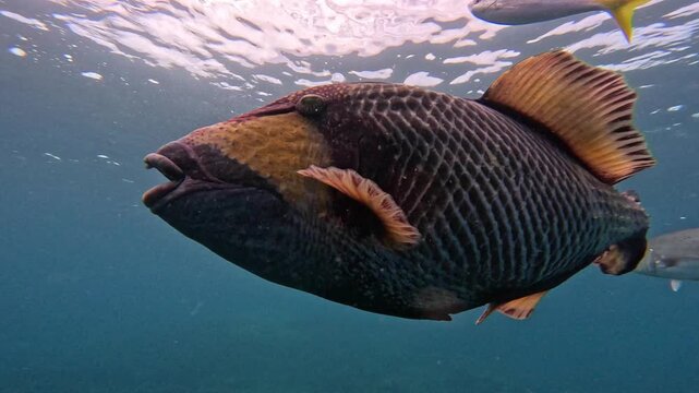 titan triggerfish swimming around snorkelers