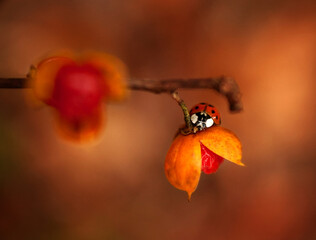 Close up red ladybug on branch with orange berry