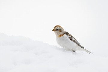 Snow Bunting searches for food amidst a pristine blanket of fresh snow