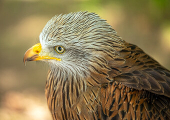Detail of the head of a red kite with its characteristic yellow beak and whitish plumage on the head and dark body