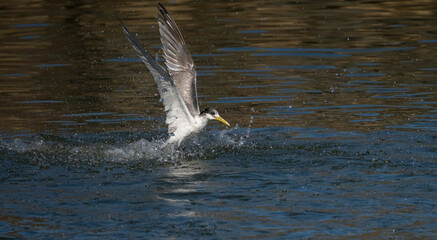 Crested tern  (Thalasseus bergii ) diving coastal bird making a splash after missing a fish.