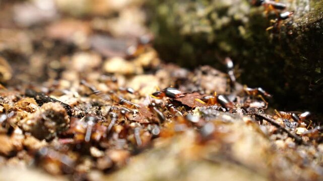 white ants or termites on decomposing wood. As an enemy of wooden houses as well. Termites walking in a row