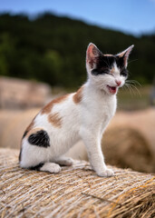 Small cute kitten sitting on hay roll, yawning looks like it's smiling