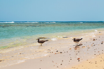 Two birds - sooty gull, walking on wet sand beach near sea