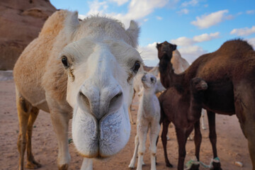 Curious camel head, more smaller animals in background, closeup detail