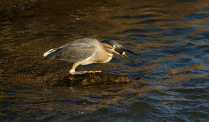 Striated heron (Butorides striata) on a rock tossing a fish in its beak.
