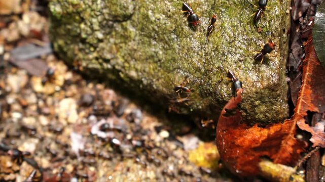 white ants or termites on decomposing wood. As an enemy of wooden houses as well. Termites walking in a row