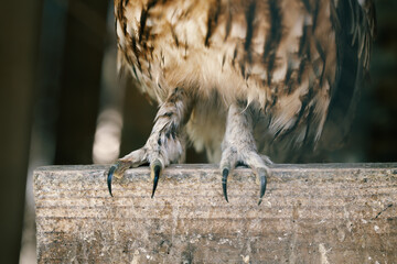 owl claws close up animal themes shelter isolated wildlife body part photography