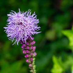 暑さに耐える植物たち