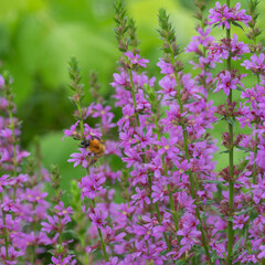 暑さに耐える植物たち