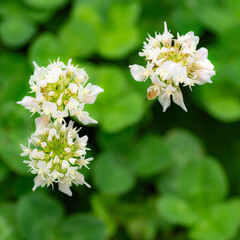 暑さに耐える植物たち