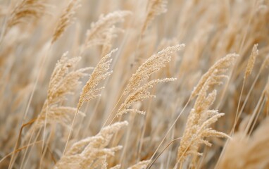 Fototapeta premium Close-up of golden grass swaying gently in the sunlight, capturing the beauty of nature.