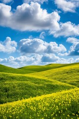 Fototapeta premium A scenic view of rolling hills covered in vibrant yellow wildflowers under a blue sky with fluffy clouds.