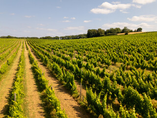 Vignoble et raisin