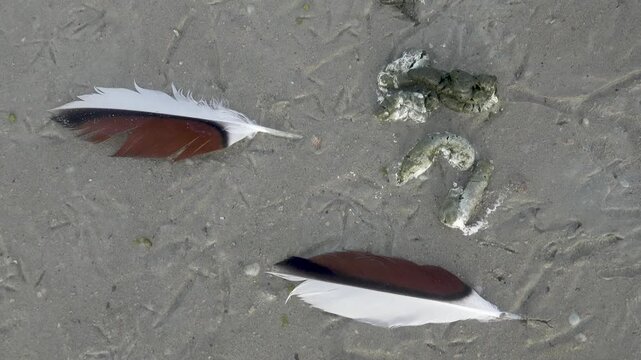 Sandbank is trampled by legs of wild birds, Prints of legs are mainly of shelducks (Tadorna tadorna). Beautiful feathers are scattered because molting (March), litter is because feeding place