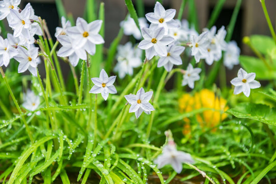starflower or Ipheion uniflorum spring flowers blossom with raindrops