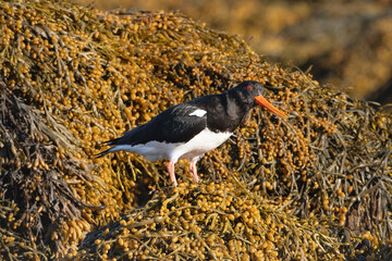 Eurasian oystercatcher (common pied oystercatcher, palaearctic oystercatcher) - Haematopus ostralegus - on ground with seaweed in background. Photo from  Sæberg in Iceland.