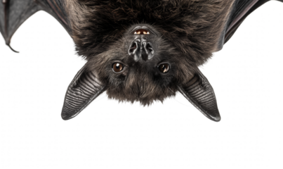 Close-up of fruit bat's face upside down