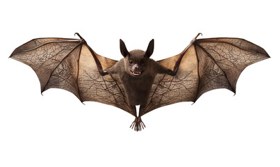 Fototapeta premium Close-up of a menacing bat with wings fully spread, showcasing intricate wing details