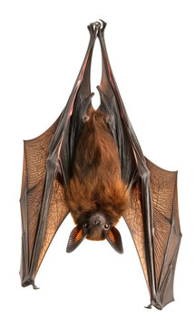 Fruit bat hanging upside down with spread wings