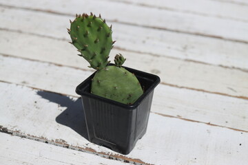 Opuntia humifusa Point Pelee Ontario Kanada kaktus
