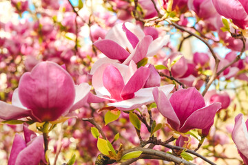Pink magnolia flower close-up in botanical garden © ir1ska