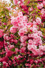 Blooming pink sakura close-up, floral background