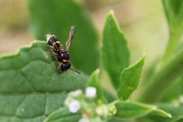 Insect 