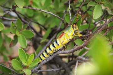 grasshopper on a leaf