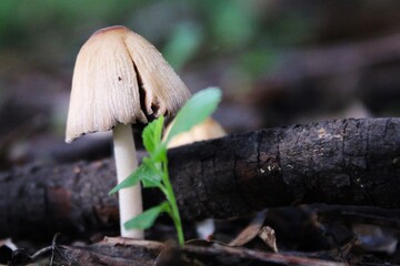 Mushrooms. 