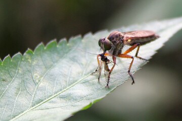 fly on leaf