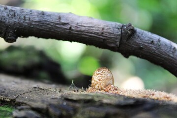 mushrooms on a tree