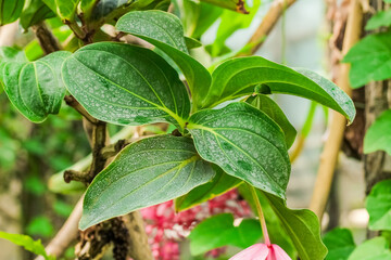 Medinilla magnifica pink plant close-up in the botanical garden
