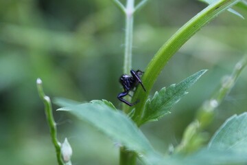 Spider.