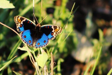 Blue butterfly 