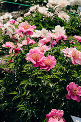 Pink peonies in the garden close-up