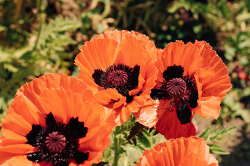 Red poppy flowers in the garden close-up