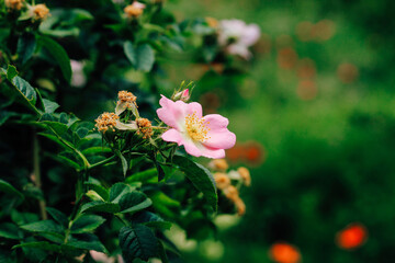 Pink rosehip flowers in the garden close-up