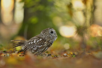 A tawny owl sits on the ground in autumn forest. attractive owl portrait with blurred background. Strix aluco. Wildlife scene from european nature.