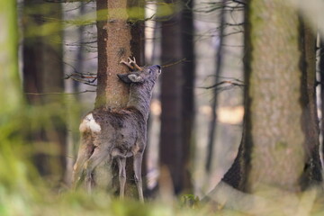 A male  roe deer stands in the forest between the trees. Capreolus capreolus. A young roebuck in the nature habitat.  a roe deer is scratching at a tree trunk