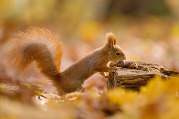 Beautiful autumn scene with a cute european red squirrel. Sciurus vulgaris. A squirrel posing in autumn forest.
